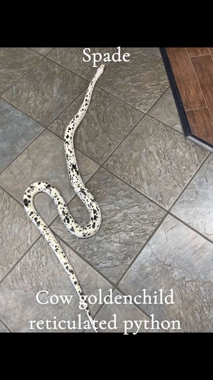 Cow Rec Python Cow GC Reticulated Python by KBReptiles