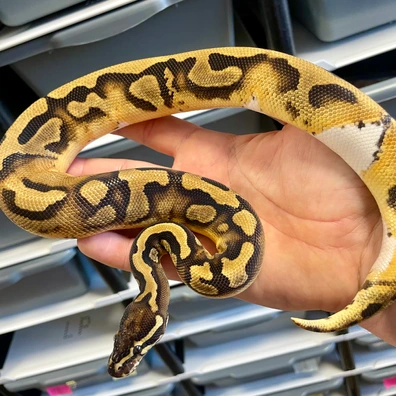 Piebald 100% Het Hypo 50% Het Clown Ball Python - male for sale from Sham Ball Pythons