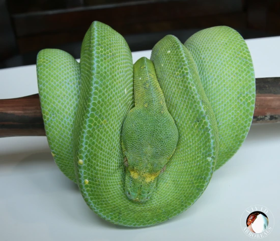 Blueline-JL Melanistic Green Tree Python by Vivid Arboreals