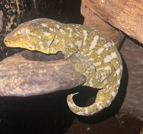 NLS Female Leachianus Leachianus Gecko by RG Logistical