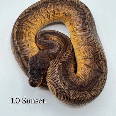 Sunset Ball Python - male for sale from The Python Den