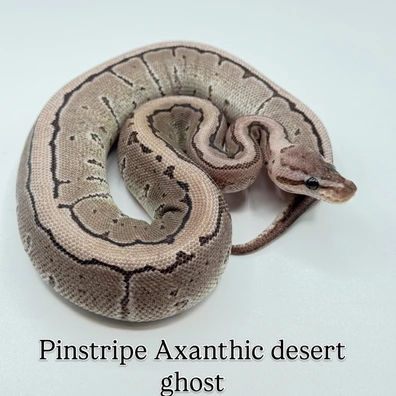Super Pinstripe Axanthic Desert Ghost Ball Python - unknown for sale from The Python Den