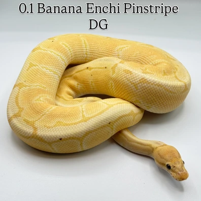 Banana Enchi Pinstripe Desert Ghost Ball Python - female for sale from The Python Den