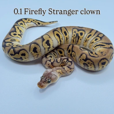 Firefly Stranger Clown Ball Python - female for sale from The Python Den