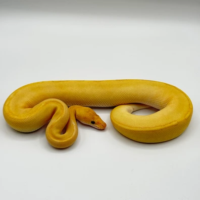 Pumpkin Champagne Banana Bongo Clown Ball Python - female for sale from The Python Den