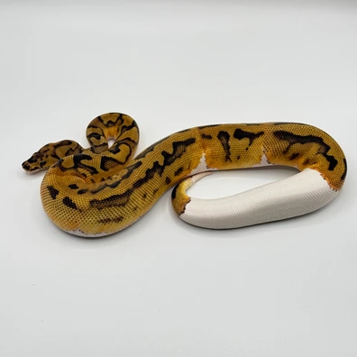 Orange Dream YB Clown Pied Ball Python - male for sale from The Python Den