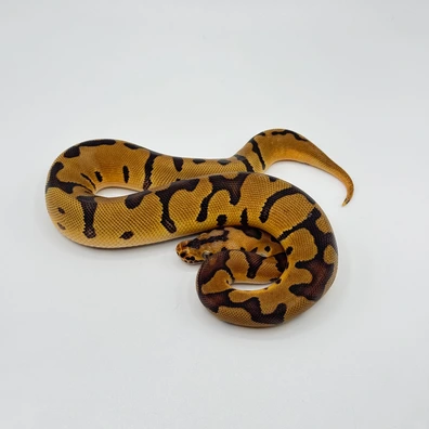 Confusion Leopard Clown Ball Python - male for sale from The Python Den