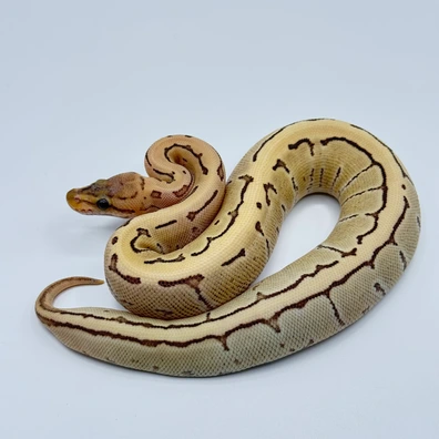 Desert Ghost Fire Pinstripe Het Axanthic Ball Python - female for sale from The Python Den