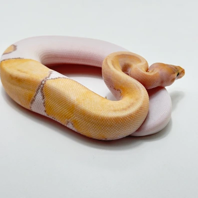 Banana Mojave Pied Het Candy Ball Python - male for sale from The Python Den