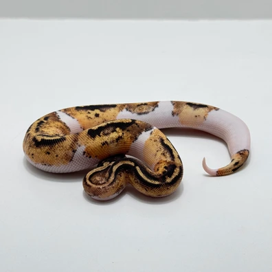 Fire YB Pied Ball Python - female for sale from The Python Den