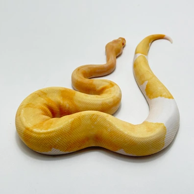 Candino Enchi Pied Ball Python - male for sale from The Python Den
