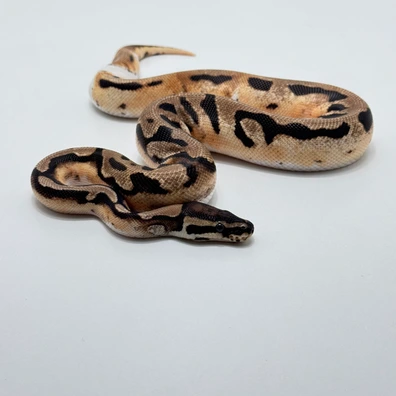 Leopard Orange Dream Pied Het Candy Ball Python - male for sale from The Python Den