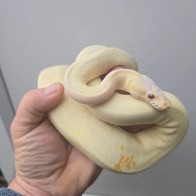 (8 Ball) Black Pastel Cinnamon Lavender Albino