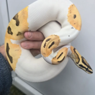 Orange Dream Fire Pied