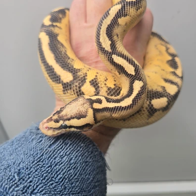 Super Gravel Pastel Yellowbelly