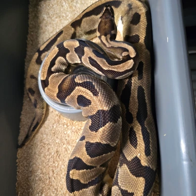 Enchi Pied