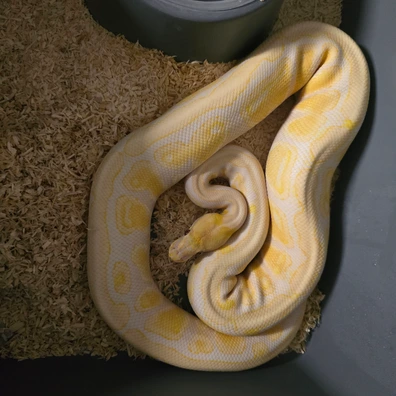 Spotnose Lavender Albino