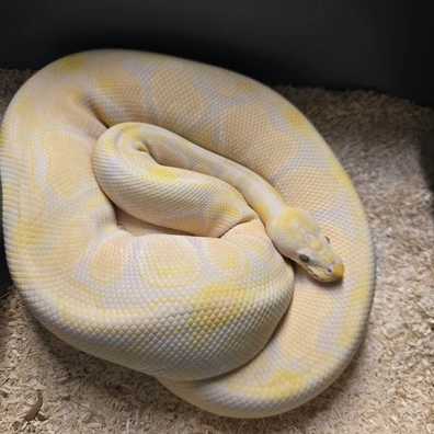 Pastel Lavender Albino
