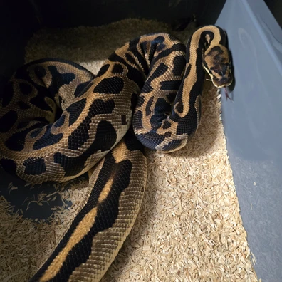 Orange Dream Leopard Het Clown