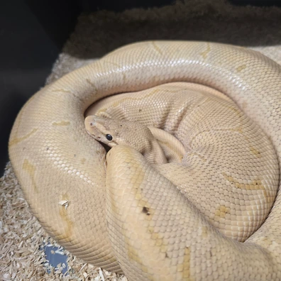 Coral Glow Pinstripe 100% Het Pied