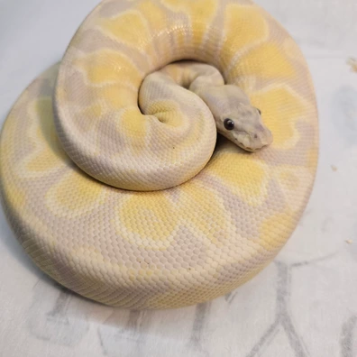 GHI Lavender Albino