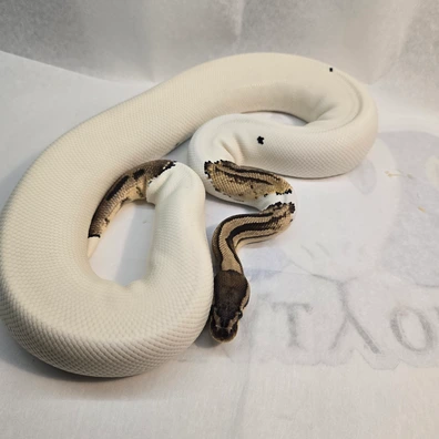 Yellowbelly Pastel Pied
