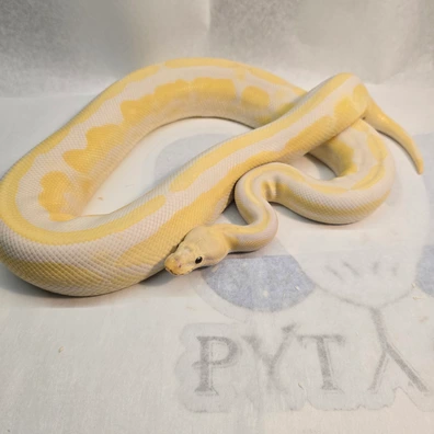 Cinnamon Fire Lavender Albino