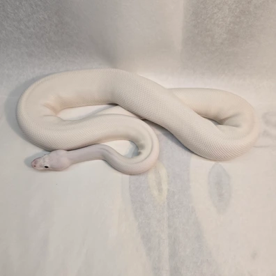 Special Pied Poss Pinstripe Poss Fire