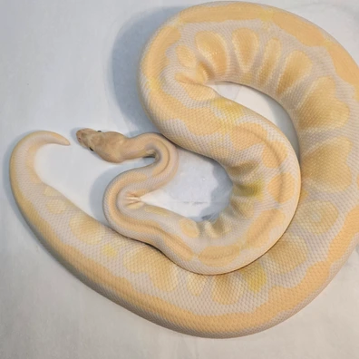 Cypress Lavender Albino