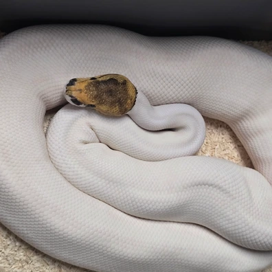 Special Pinstripe Pied