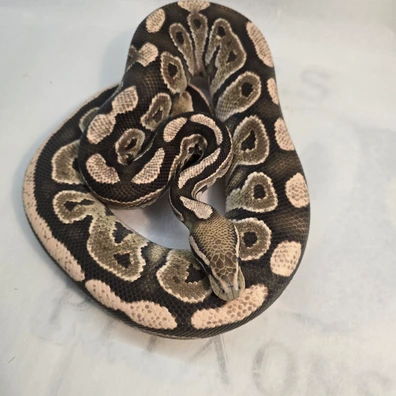 Black Pastel Desert Ghost