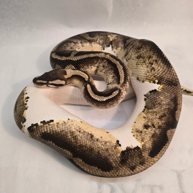 Pastel Pied Het Lavender Albino