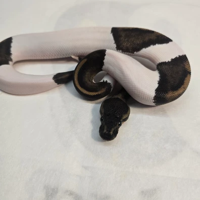 Black Pastel Pied