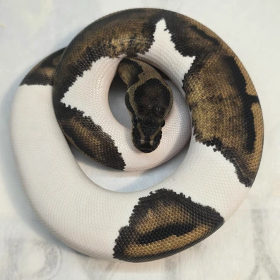 Black Pastel Pied