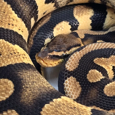 Pastel Stranger 100% Het Clown Ball Python - male for sale from PS Pythons