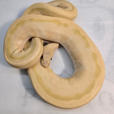 Candino Genetic Stripe Ball Python - male for sale from PS Pythons