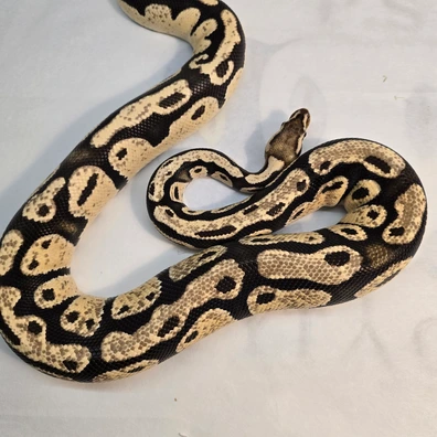 Orange Dream Pastel 100% Het Pied Ball Python - male for sale from PS Pythons
