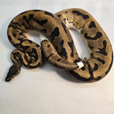 Enchi Pied Ball Python - male for sale from PS Pythons