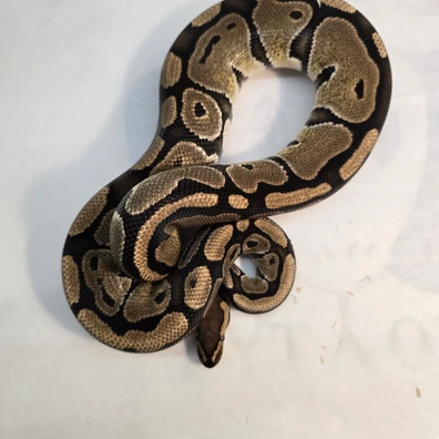 Redstripe 100% Het Clown Ball Python - male for sale from PS Pythons