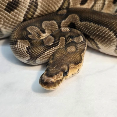 GHI Clown Ball Python - male for sale from PS Pythons