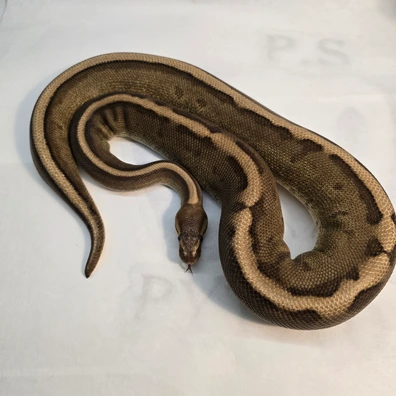 Special Genetic Stripe 100% Het Albino Ball Python - male for sale from PS Pythons