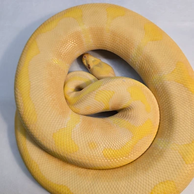 Albino Enchi Poss Het Clown Ball Python - male for sale from PS Pythons