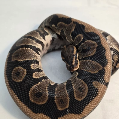 Chocolate Spotnose Het Clown Ball Python - male for sale from PS Pythons