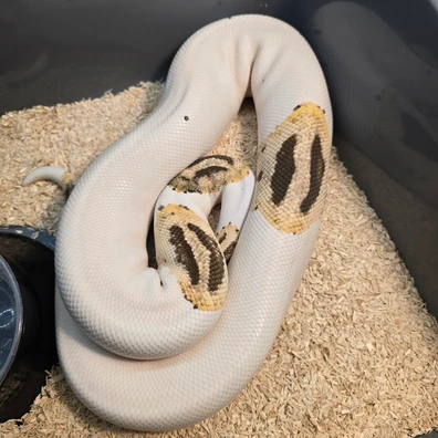 Fire Pied Ball Python - male for sale from PS Pythons