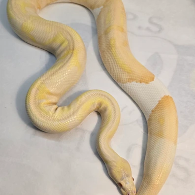Albino Pied Ball Python - male for sale from PS Pythons