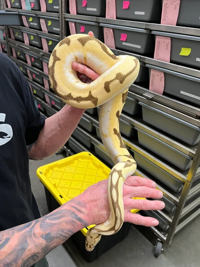 OD Fire Spider Ball Python by Snake Country