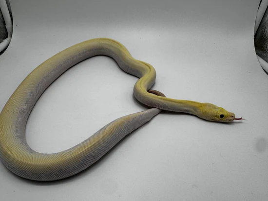 Ivory Burmese Python by Show Me Reptiles