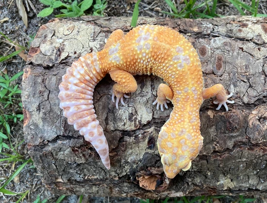Mandarin Tangerine Tremper Leopard Gecko by Safari Geckos