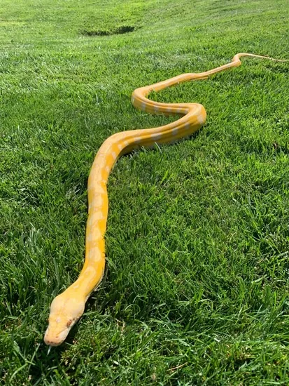 Lavender Motley Reticulated Python by Sierra Reptile Depot