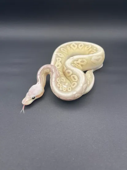 Silver Morph Python's Silverstreak Ball Python by Silver Dragon Morphs